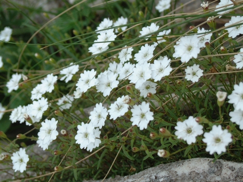Silene pusilla (=quadridentata) / Silene delle fonti